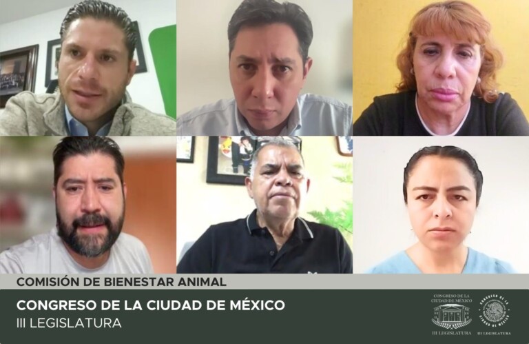 CDMX avanza en propuesta para destinar un 2% del presupuesto al bienestar animal en alcaldías