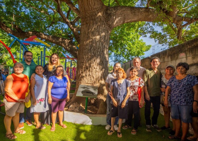 Declaran a dos ceibas de Mérida como árboles patrimoniales