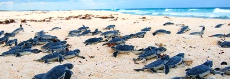 Liberan más de 93 mil crías de tortuga marina en Tulum