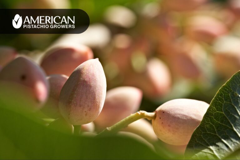 American Pistachio Growers destaca el impacto y potencial de la Industria del pistache en EE. UU.