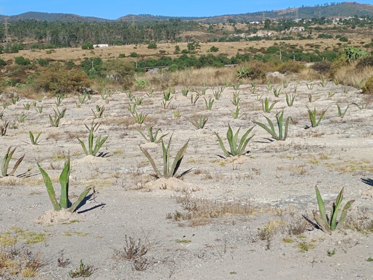 Alerta en México por falta de fertilidad de suelos por lo que se prevé futuro catastrófico en materia alimentaria