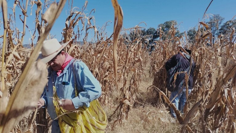 Con el T-MEC se suman tres décadas perdidas para los productores de maíz y se espera un 2025 catastrófico en materia alimentaria para México: CCI