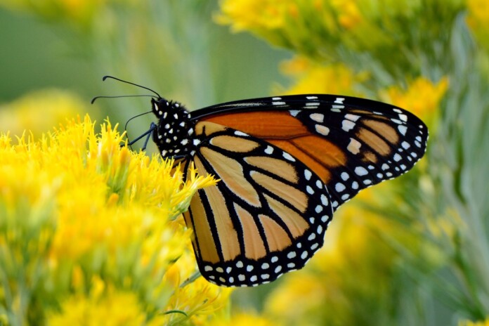 Mariposa Monarca. Imagen de internet.