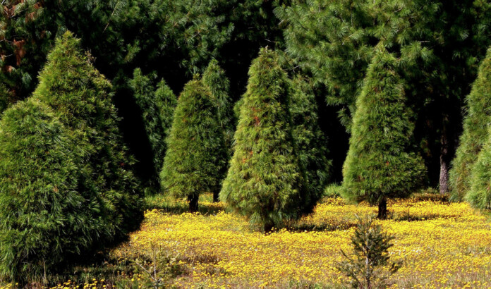 Plantaciones Forestales Certificadas. Estado de México.