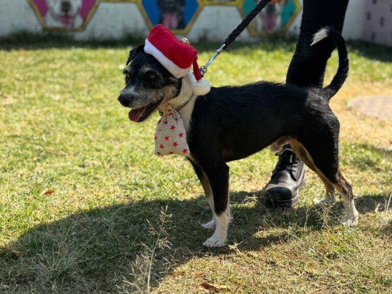 Promueven adopción de lomitos con evento especial en el Museo del Metro