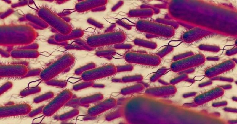 Suman 17 muertes por bacteria Klebsiella oxytoca