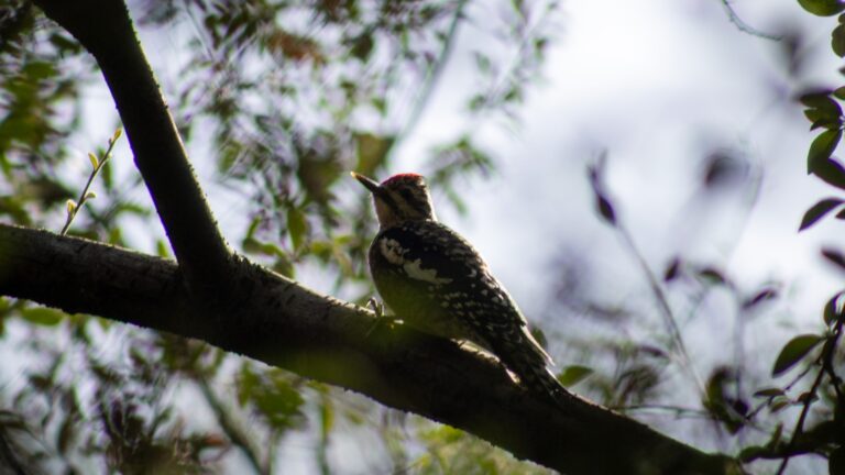 Ciclo de Charlas: Aves de Chapultepec invita a reflexionar sobre la conservación urbana