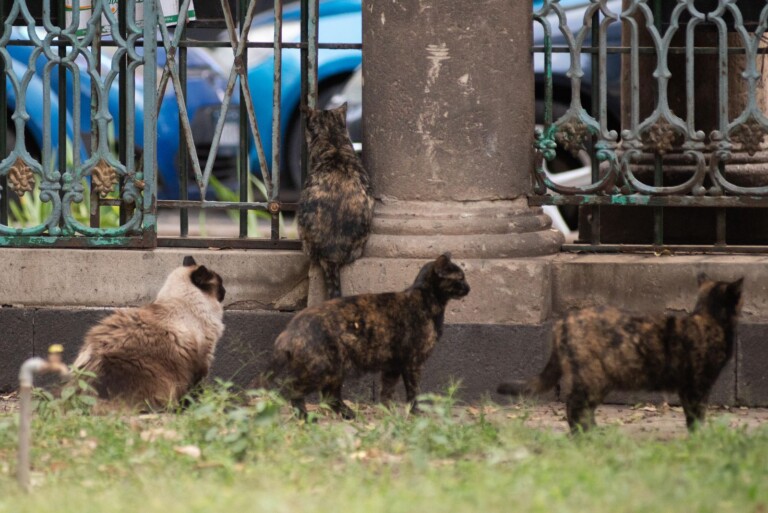 Establece Ana Francis Mor acuerdos para el bienestar de fauna felina y visitantes