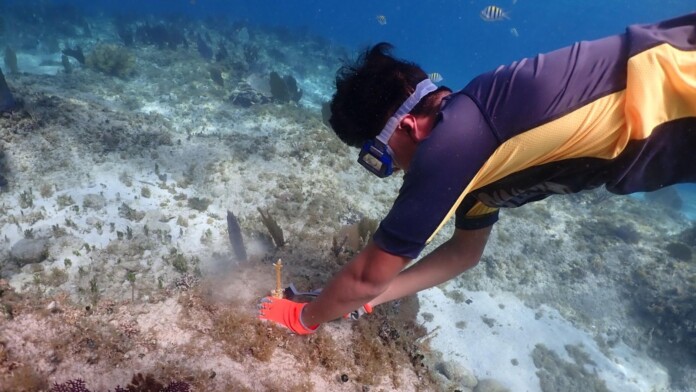 Invitan a participar en programas de conservación ambiental en Cozumel