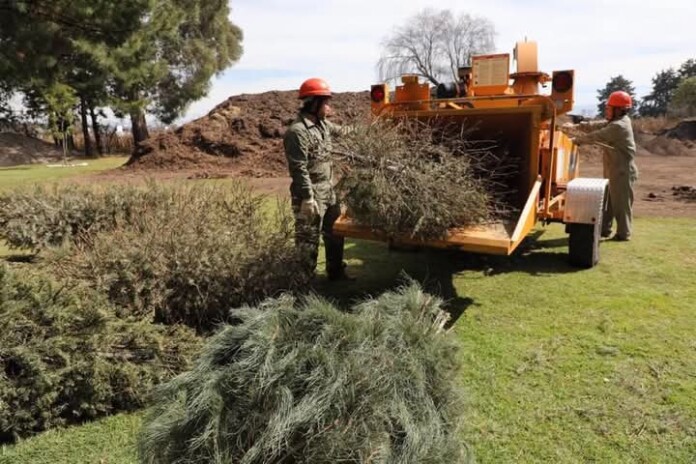 Reciclaje de árboles naturales de Navidad, en el Estado de México.