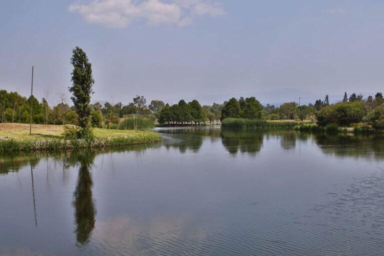 Xochimilco celebra a los ajolotes y humedales con un evento cultural y educativo