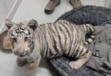 Aseguran a tigre de bengala durante cateo en vivienda de Nogales, Sonora