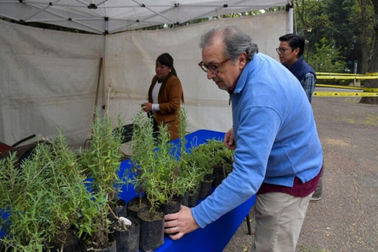 Benito Juárez recolecta más de 5,500 árboles de Navidad para reforestar la ciudad