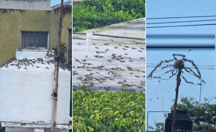 Captan mangas de langostas en el Centro Histórico de Mérida