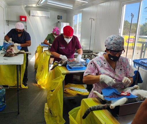 Yucatán a esterilizado a más de 500 mascotas