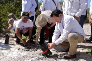 Arranca reforestación de manglares en Yucatán