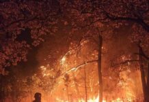 Suspenden clases en Jalisco por incendio en bosque La Primavera