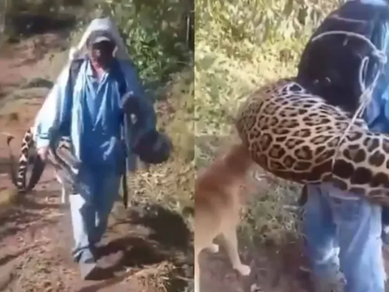 Captan a hombre paseando con el cadáver de un jaguar en Oaxaca