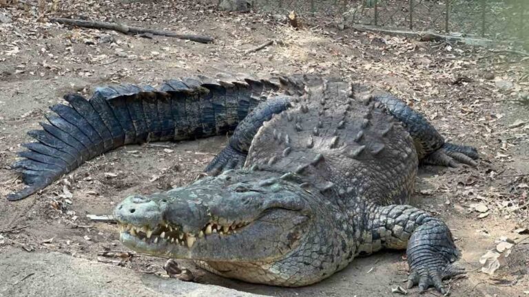 Cocodrilo ataca a niño de 8 años en Oaxaca