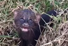 Matan a un jaguarundi, especie en peligro de extinción, en Chiapas