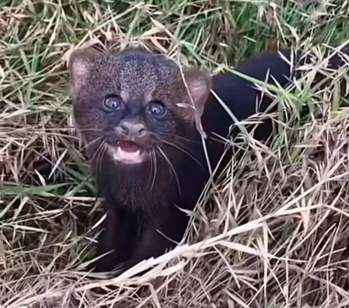 Matan a un jaguarundi, especie en peligro de extinción, en Chiapas