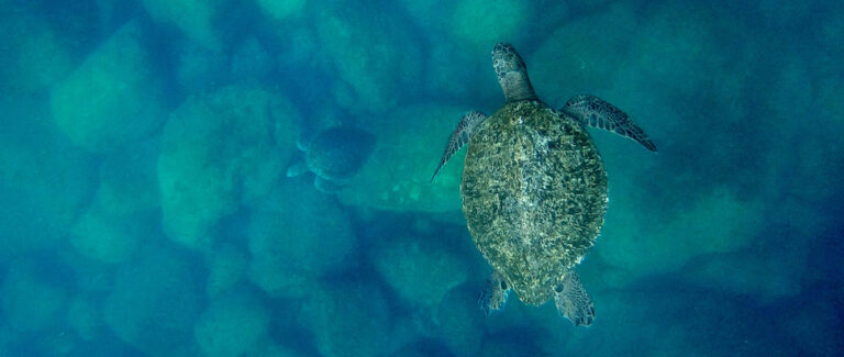 De la pesca a la protección: un giro de vida contado en “El llanto de las tortugas”