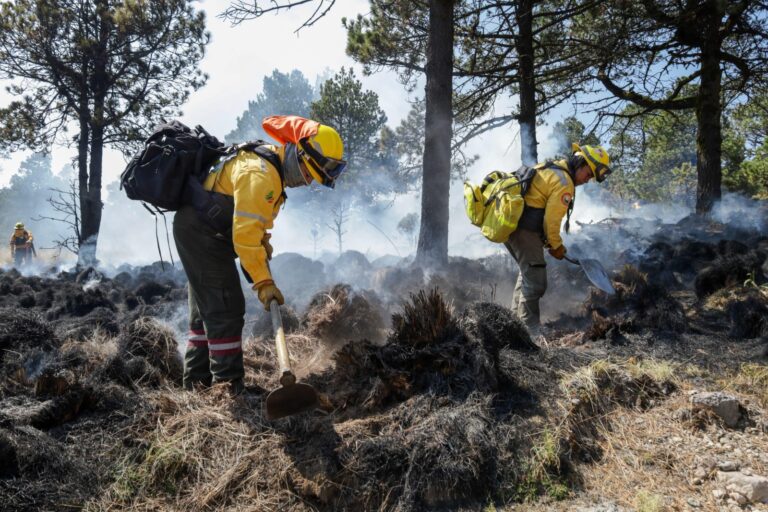 Brigadistas enfrentan 574 incendios forestales y salvan bosques de la CDMX