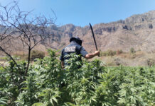 Destruyen más de 72 toneladas de marihuana en Sonora