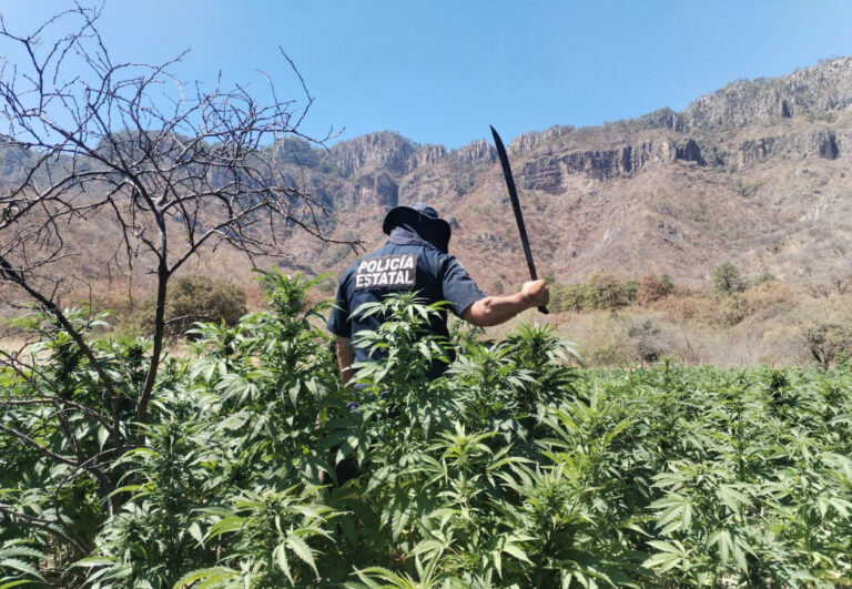 Destruyen más de 72 toneladas de marihuana en Sonora