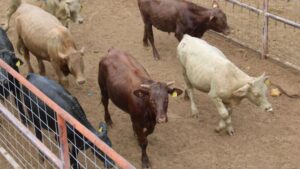 Chihuahua, sin registro de casos de gusano barrenador