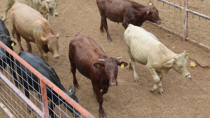 Chihuahua, sin registro de casos de gusano barrenador