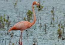 Layda Sansores anuncia 5 mdp adicionales para la restauración de manglares en Campeche