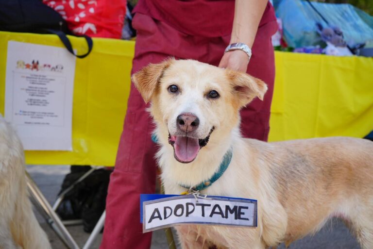 Perros y gatos encuentran hogar gracias al Adoptatón organizado en Chapultepec