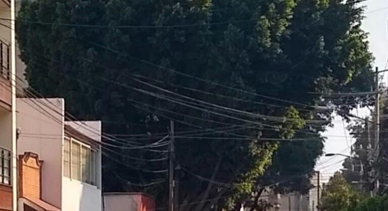 Vecinos de la Del Valle salen en defensa de laurel centenario