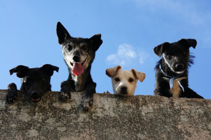 Adoptar perros