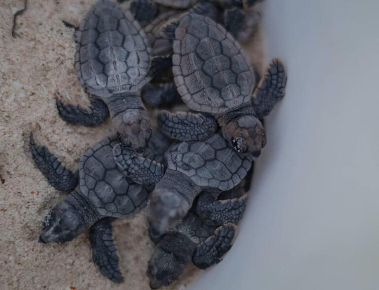 Inicia liberación de primeras tortugas marinas en Cancún