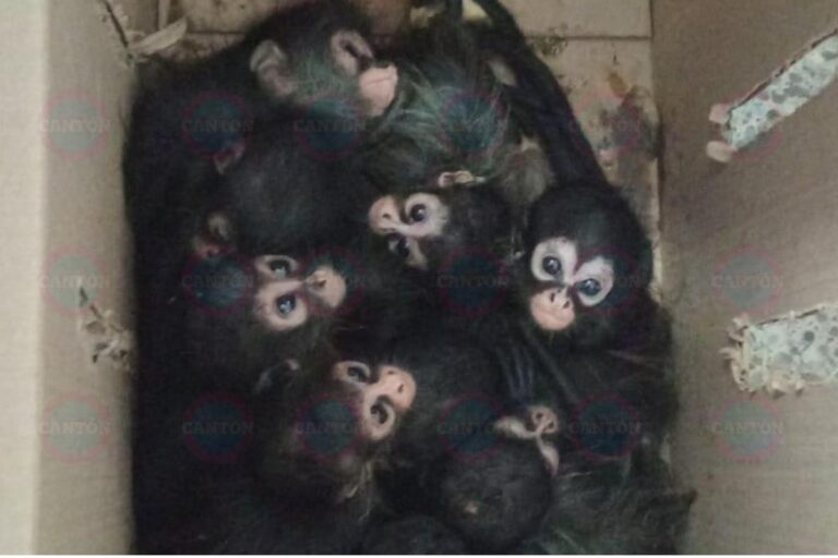 Detienen a dos hombres por transportar ilegalmente a crías de mono araña en Tabasco