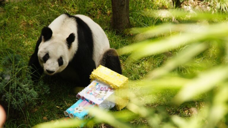 La única panda gigante de Latinoamérica, Xin Xin, cumple 35 años en emotivo festejo