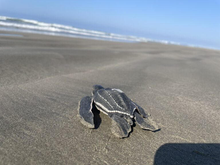 Nacen más de 5 millones de tortugas en playas de Michoacán