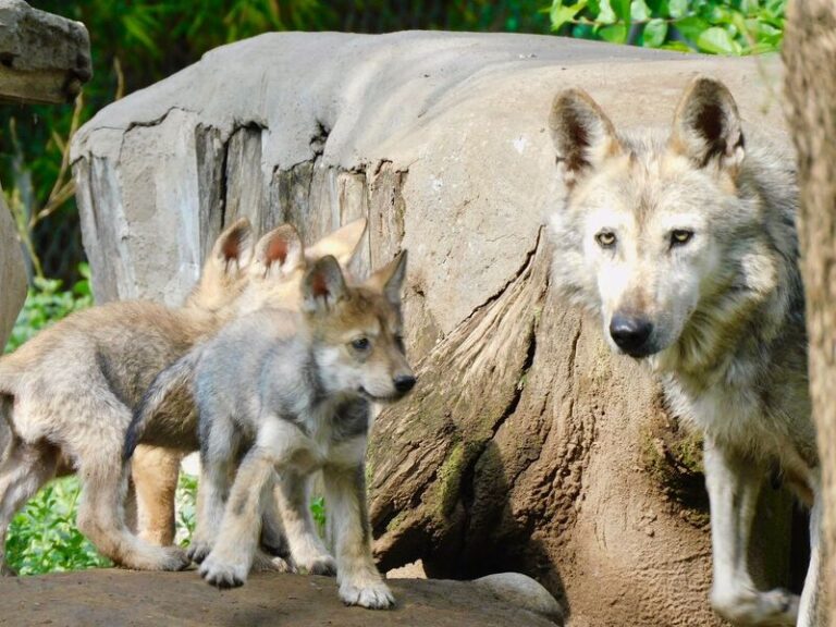 Reproducción de lobos mexicanos en CDMX impulsa reintroducción a su hábitat histórico