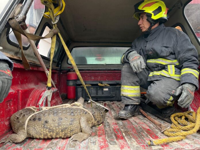 Rescatan a cocodrilo en calles de Cuautitlán Izcalli