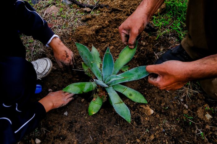 l gobernador Pablo Lemus inició la Jornada de Reforestaciones 2025 en el Bosque La Primavera
