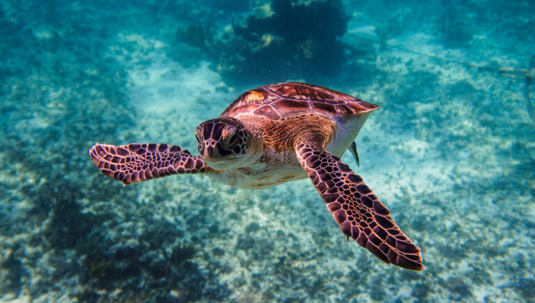 Día Mundial de las Tortugas Marinas ¿Por qué se conmemora?
