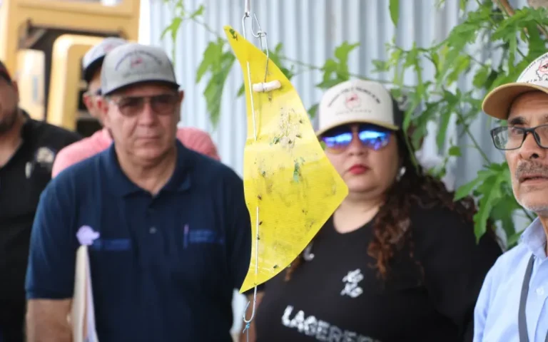 Colocan trampas para detectar a la mosca portadora del gusano barrenador en Chihuahua