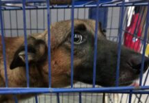 Detectan nuevo caso de gusano barrenador en un perro de Yucatán