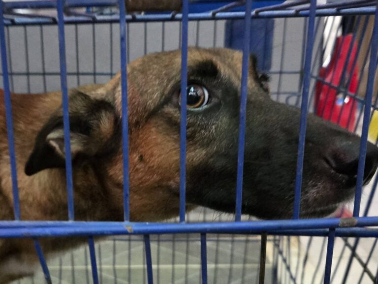 Detectan nuevo caso de gusano barrenador en un perro de Yucatán