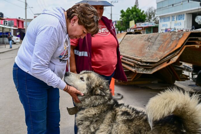Edomex presenta su estrategia para atender la sobrepoblación de animales callejeros