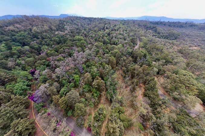 Exposición en Bosque de Tlalpan revela ecosistemas ocultos con fotografías de alto valor ambiental