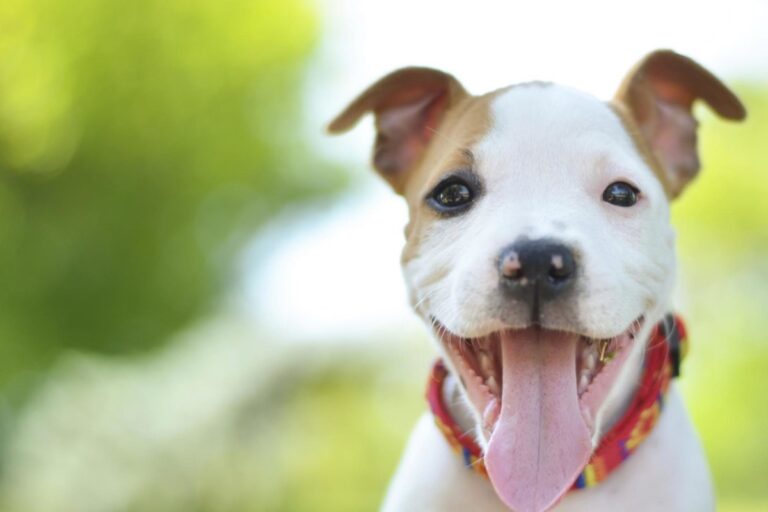 La Brigada Animal de CDMX promueve adoptar, no comprar, este Día del Perro
