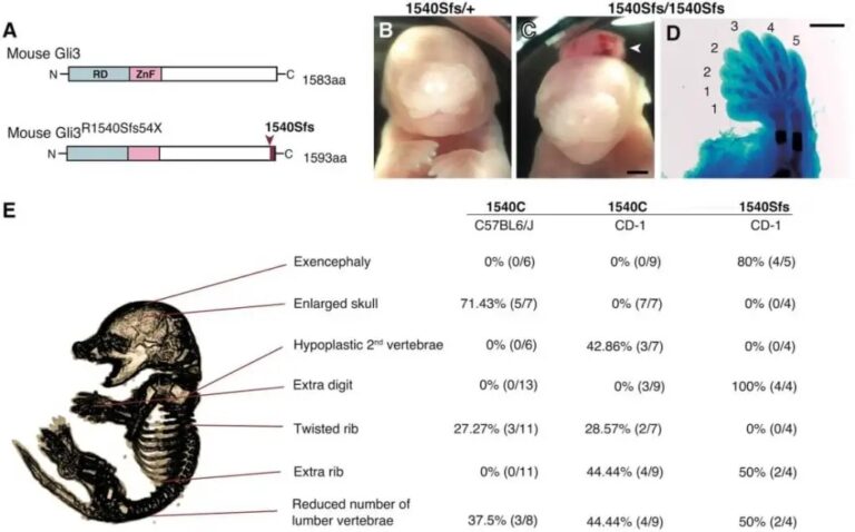Inyectan ADN neandertal de hace 40.000 años en ratones: biólogos se sorprenden con los primeros resultados